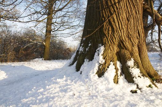 An oak tree in winter with snow on the trunk 