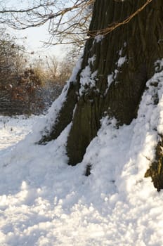 A tree covered in snow with an overcast sky