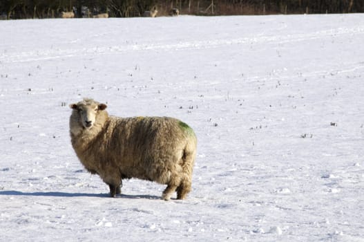 A sheep in field of snow in winter