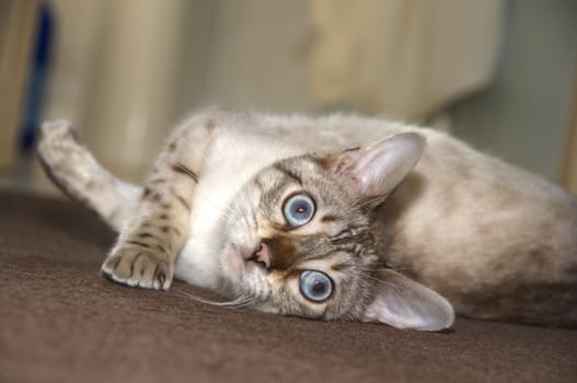 A Bengal kitten playing on the floor