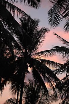 Sunset and palm trees