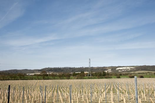 Rows of newley planted grape vines in Kent