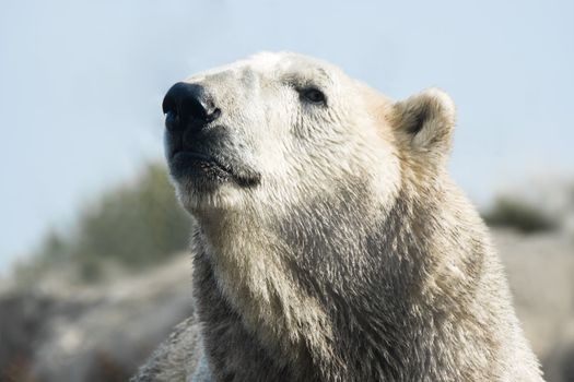 Portrait of polar bear lifting head with light blue sky background