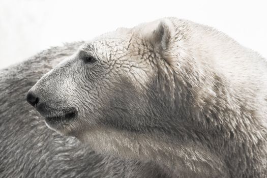 Portrait of polar bear looking backward - horizontal