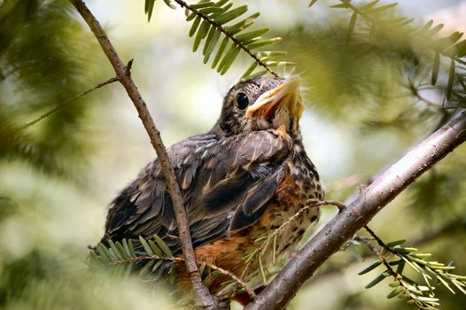 Sitting Baby Bird