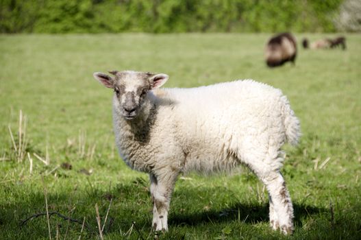 A lamb in a field in the sunshine