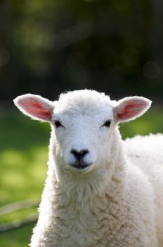 A lamb in a field in the sunshine