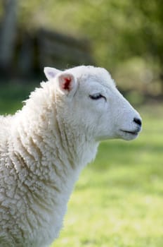 A lamb in a field in the sunshine