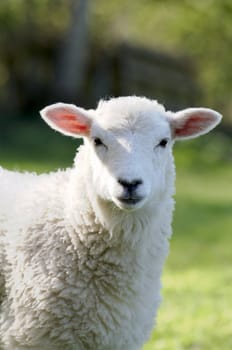 A lamb in a field in the sunshine