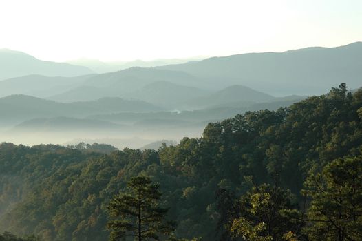 Mountain treetops