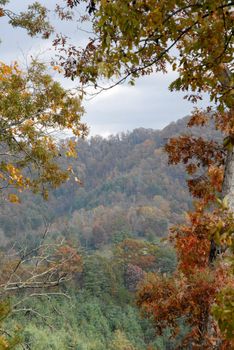 Mountain View Through The Trees