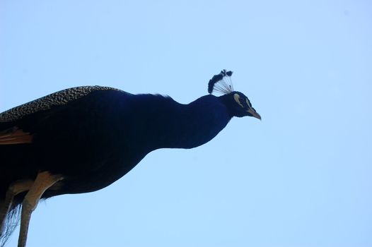 Hovering Peacock