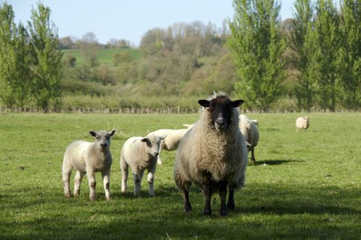 A Ewe with her lambs in a field