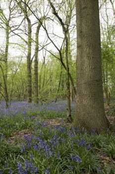 A view of bluebells in a wood at spring time