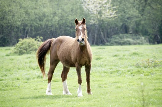 A brown horse in a field with trees in the background