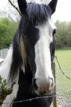 A black and white horse looking over a fence