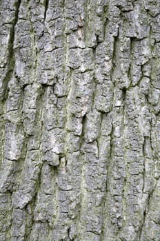 Close up detail of the texture on a tree trunk