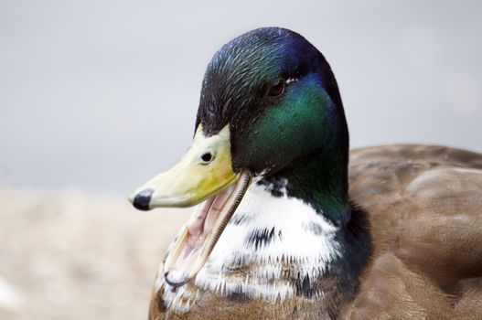 A mallard Duck swimming on a lake