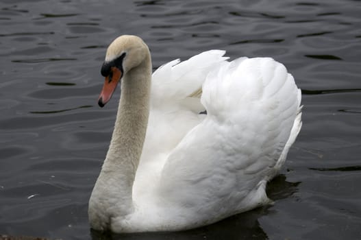 A mute swan swimming on a lake