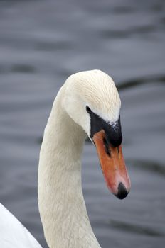 The head of a mute swan with water in the background