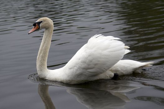 A mute swan swimming on a lake