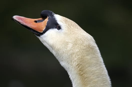 The head of a mute swan with water in the background