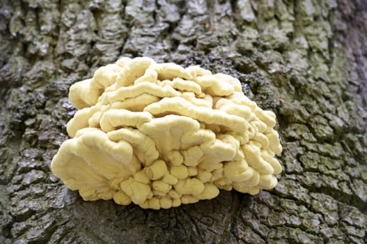 Detail of some fungus growing on a tree trunk