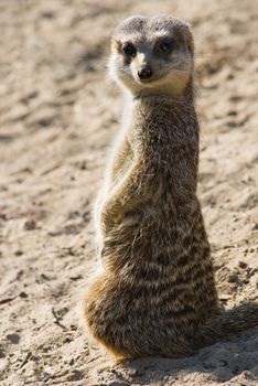 Meerkat standing in sunshine and looking backward