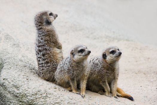 Group of three meerkats looking to something in the sky