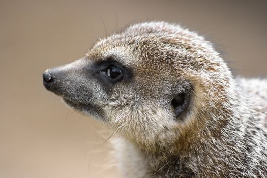 Portrait of Meerkat in side angle view