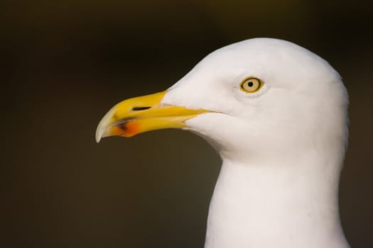 Close view to head of Herring gull in winter sunlight