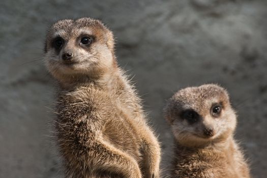 Two meerkats standing in the sunshine and looking sidewards