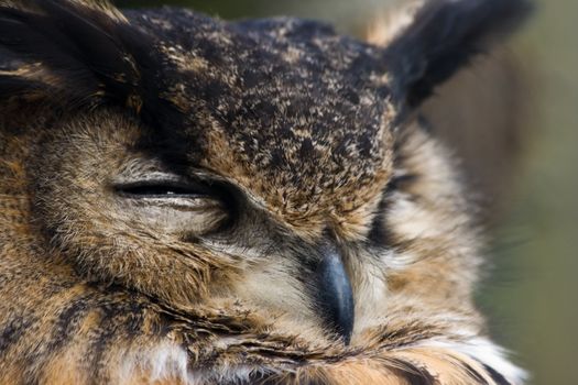 Old eagle owl watchful - Don't think I don't see you.