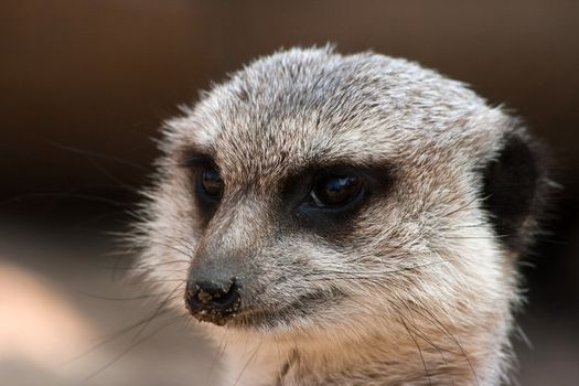 Portrait of meerkat with dirty sandy nose