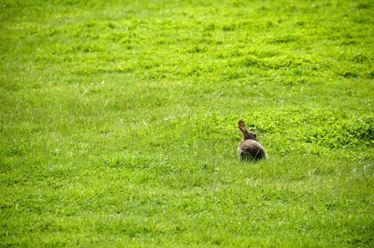 A small rabbit in a field of  grass