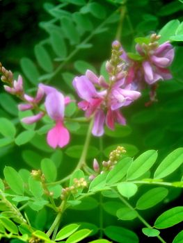 misty purple flowers