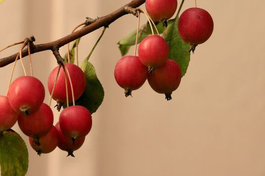 sweet red  cherry still clings to the tree branch with nice background