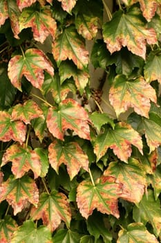 colorful autumn leaves good for background and texture