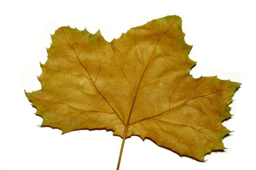 single fall leaf against a white background