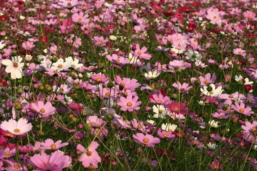 wild flower field with cosmos and daisy flowers during fall
