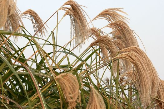 Autumn Grass in daylight with flowers full bloom