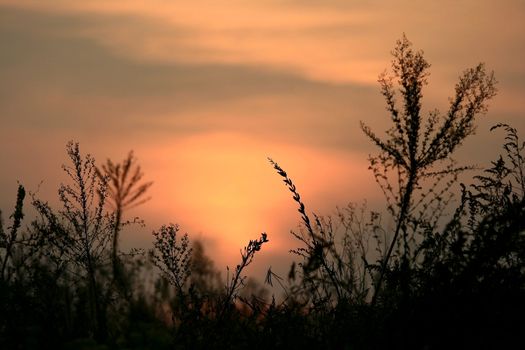 Silhouette of plants at sunset along Skypark in Korea