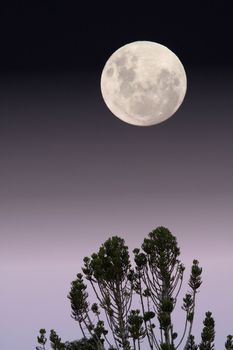 Full moon and trees in the foreground