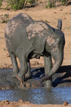 Female African elephant having a mud bath at a waterhole