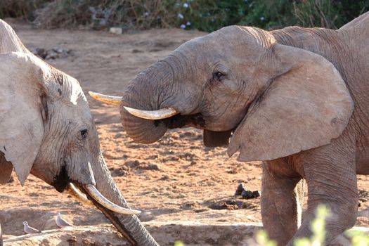 Two male African elephants at a waterhole