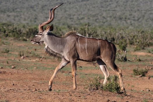 Large male kudu antelope walking through the bush