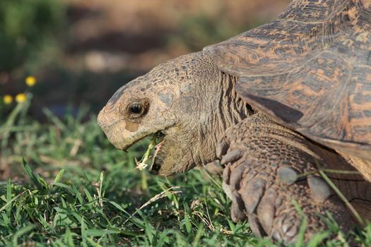 Leopard tortoise with mouth open eating grass