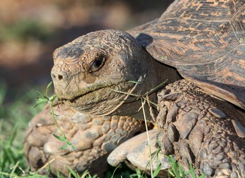 Leopard tortoise with mouth open eating grass