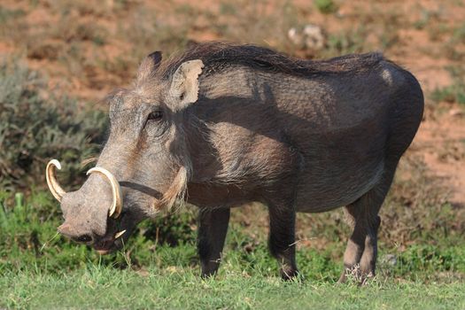 Hairy warthog with large cuved tusks eating grass