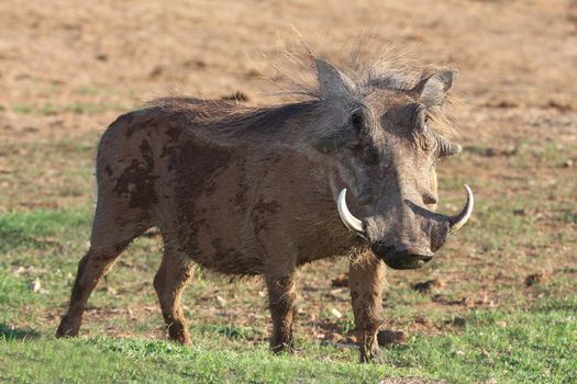 Hairy warthog with large cuved tusks eating grass